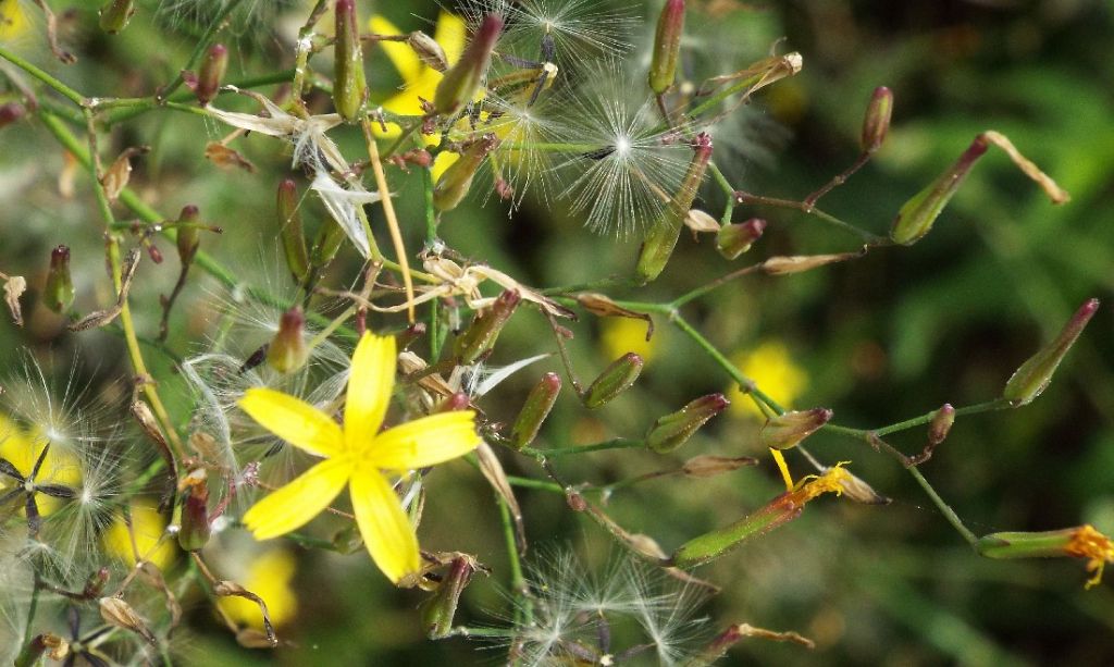 Mycelis muralis (=Lactuca muralis)